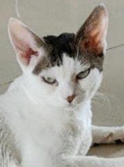 剛穿合歡就被長老拿下啦